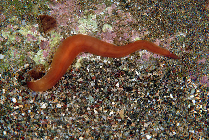 Nipponnemertes pulchra
